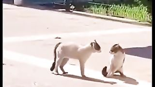 Funny Status #Comady Status#Whatsapp Status #Funny Vide0#Comady Video -#short#youtubeshort