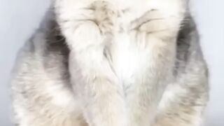 Cute Funny Cats & Animals ????????????????