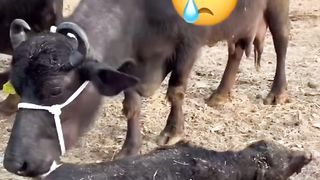 Sad video