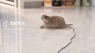 Hamster