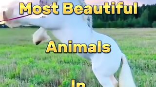 Top 10 Most Beautiful Animals in the World #shorts