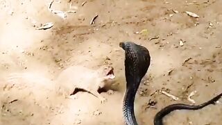 Black snack fight