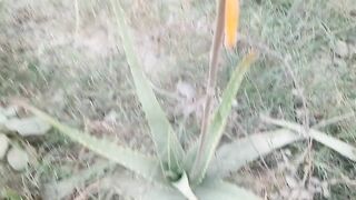 Aloe vera plant vlog