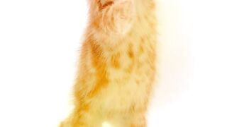 How to upload video cat ???????? dance video