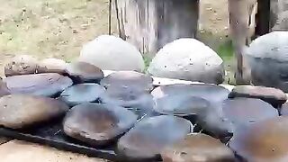 Fresh Trout fish catch from Revier