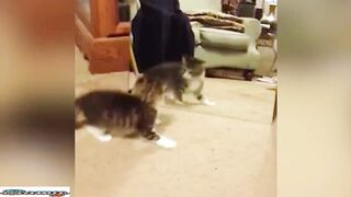 Best Funny Animal Videos 5