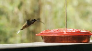 Birds eating video