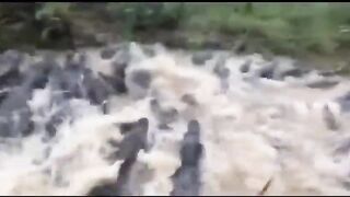 crocodile