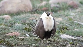 Amazing birds video