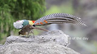 Amazing birds