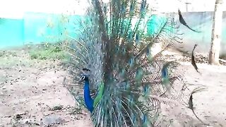 Picock dancing