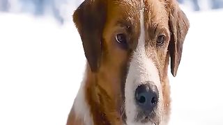 Hollywood Movie Scane Wolf and Dog Fight For Water