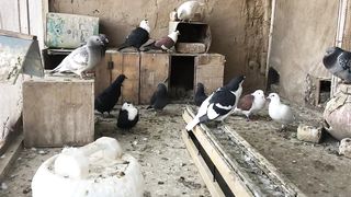 Fanci pigeon