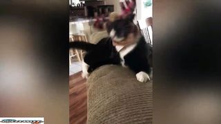 Best Funny Animal Videos 6