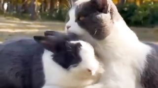 Bunny ???? Lover ???????? Cat