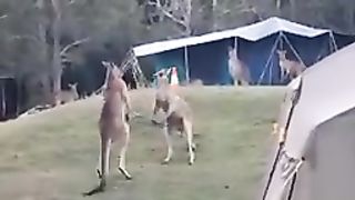 Funniest animals