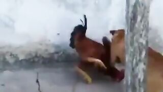 Fighter Chicken Fight with Dog!!!