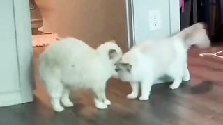 funny loving cat