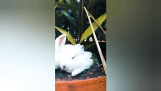 Cute Rabbit||kharghosh ke pyare bache