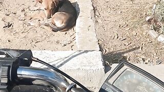 Poor dog | Street Dogs how dangerous it is | animal life