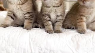Funny Video