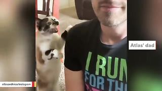 man pleads for help as rescue cat becomes obsessed wit