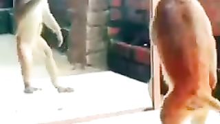 Viral funny monkey