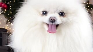 dog Khubsurat