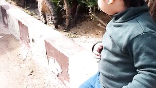 Cute Baby Cats Meowing I Cat Shorts I Cat Video I Baby with Cat