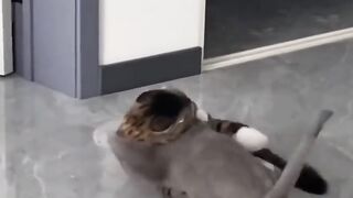 Cute_Cats_Funny_Fail_Viral_Clips