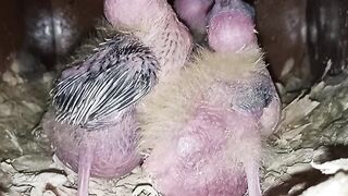 Cocktail baby check