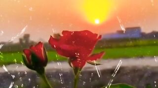 Deep Two Line Poetry Status ????-Heart Touching Shayari status ????-#shorts #youseeandisee