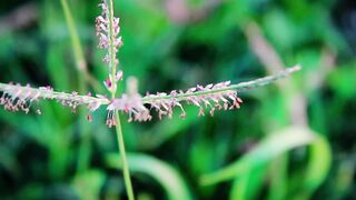 Unnoticed nature