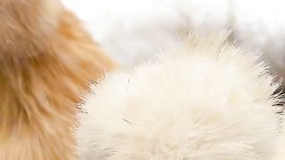 Snow chicken ????