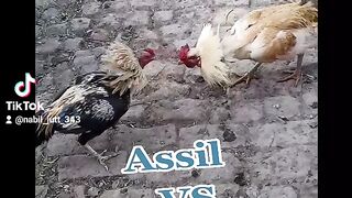 Assil fight