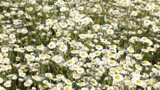 Daisy