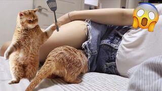 Funniest Videos 2022 Funny Cats and Dogs Part 43