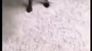 Funny fight dogs Vs monkey ????