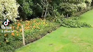 Beautiful Lawn