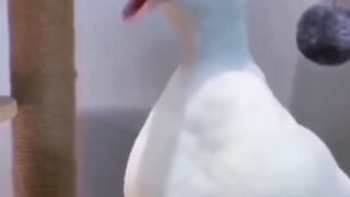 Funny-to-tears
