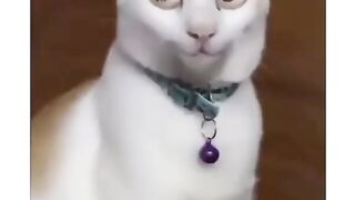 Funny cat Video