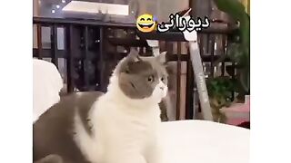 Funny cats