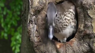 tierra - el pato mandarín(480P).