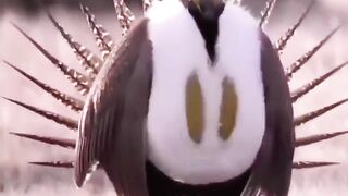 Beautiful Bird