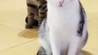 Животные