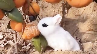 Rabbit ????