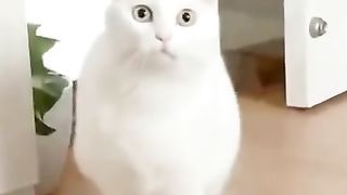 Funny Funny Animals Videos_Funny Videos_YouTube Shorts #pets #tiktoks #viral.