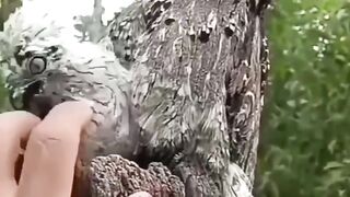 Cute bird