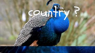 did you know which country is hometown of peacook#febspot #facts#peacook