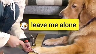 Funny videos from Tik Tok